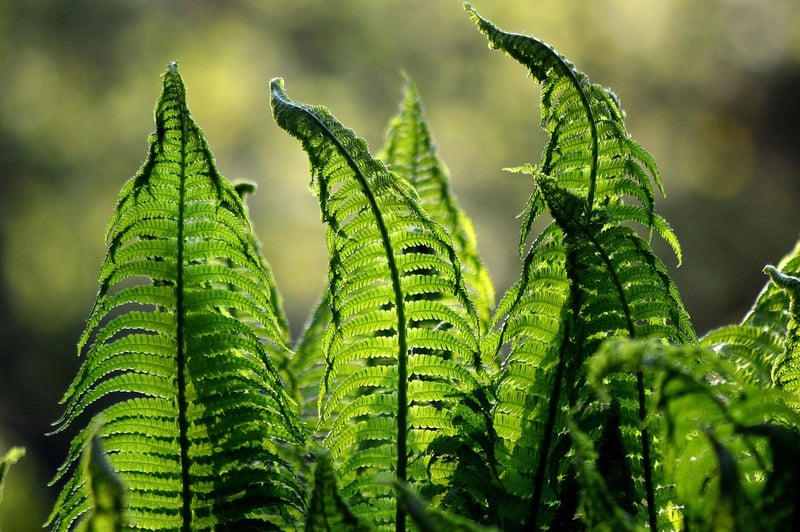 Shade-Loving Plants