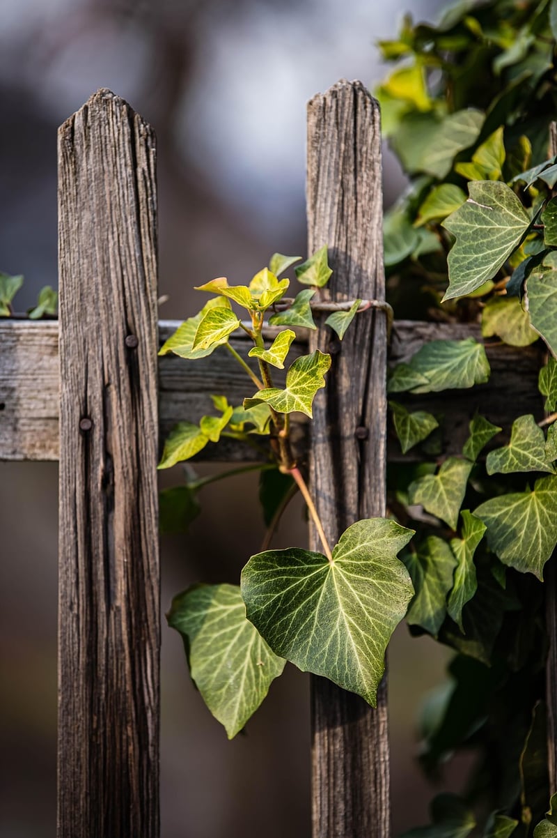 Fairy Door