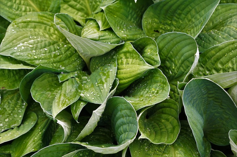 Hostas