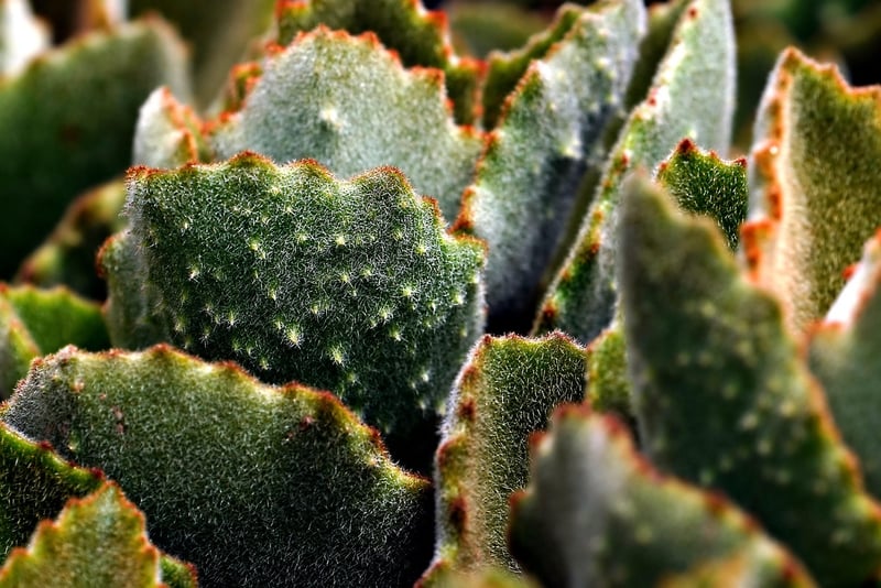 Desert Xeriscape