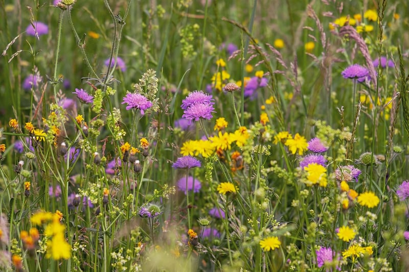 Wildflower Haven